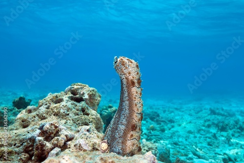 Graeffe's Sea Cucumber (Pearsonothuria graeffei) stands upright on a coral reef, Indian Ocean, Maldives, Asia photo