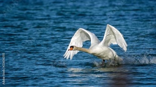 Mute swan (Cygnus olor) starts from the water, Kramsach, Tyrol, Austria, Europe photo