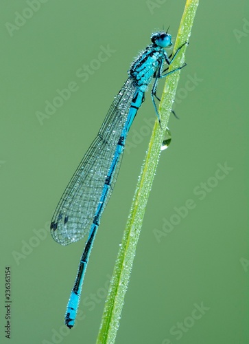 Azure damselfly (Coenagrion puella) sits on grass covered with morning dew, male, Burgenland, Austria, Europe photo