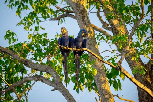 Hyacinth macaws (Anodorhynchus hyacinthinus), animal cpuple sitting in tree, Pantanal, Mato Grosso do Sul, Brazil, South America photo