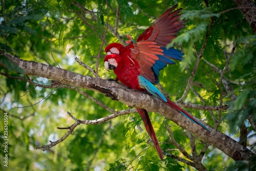 Red-and-green macaws (Ara chloropterus), animal couple in a tree, mating, Pantanal, Mato Grosso do Sul, Brazil, South America photo