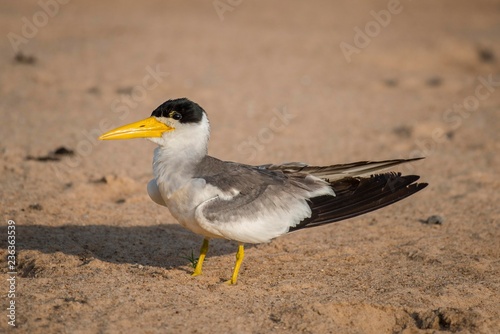 Large-billed tern (Phaetusa simplex) standing in sand, Pantanal, Mato Grosso do Sul, Brazil, South America photo