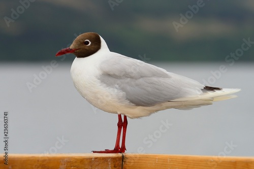 Black-headed gull (Larus ridibundus), Chiloe Island, Chile, South America