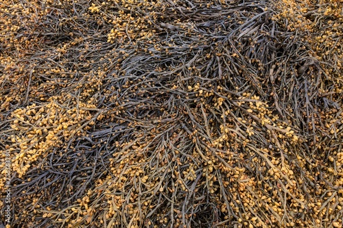 Bladder wrack (Fucus vesiculosus), Snaefellsnes Peninsula, West Iceland, Iceland, Europe