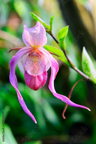 Pink Orchid (Phragmipedium hartwegii), Occurrence South America, Germany, Europe photo