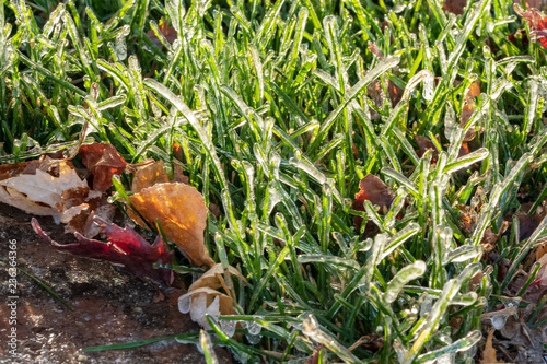 frozen blades of grass
