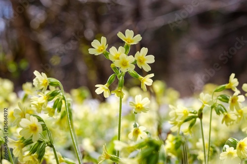 True oxlip (Primula elatior), blooming, Upper Bavaria, Bavaria, Germany, Europe