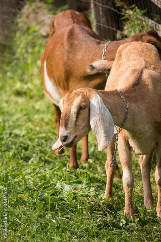 Goats in a Pen