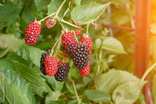 bramble berry bush with black ripe berries closeup. The concept of harvesting berries in the countryside  toning