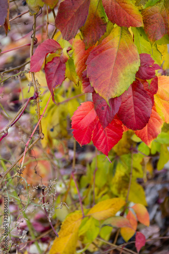 Red leaves of curling ornamental grapes in November. Also known as Virginia creeper or Victoria creeper, five-leaved ivy, five finger(lat. Parthenocissus quinquifolia or Ampelopsis hederacea