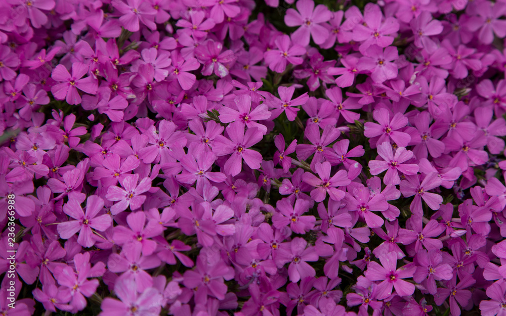Floral Texture of Pink Flowers