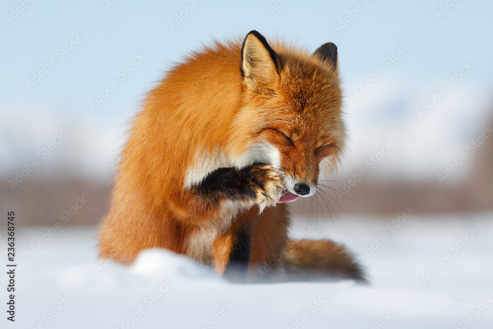 Sly Fox. Red fox (Vulpes) licks tongue paw. The photo was taken during the  winter season in the Arctic in the tundra in the wild. Wildlife of  Chukotka, Russia. Stock Photo