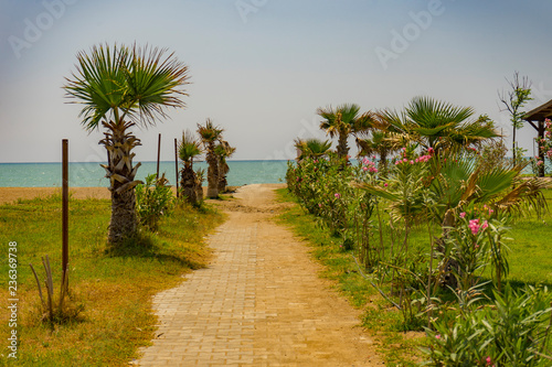 Beach Road with Palm to Mediterranean Sea
