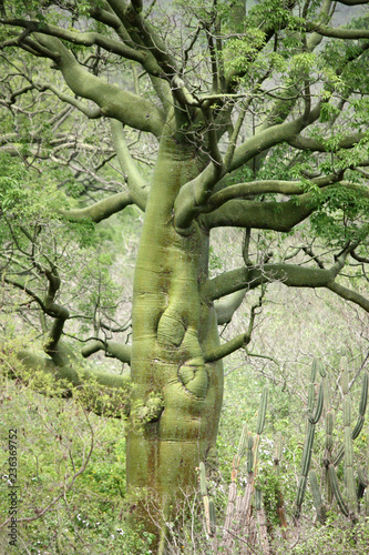 tronco bulboso del Ceibo, albero tipico dell'Ecuador