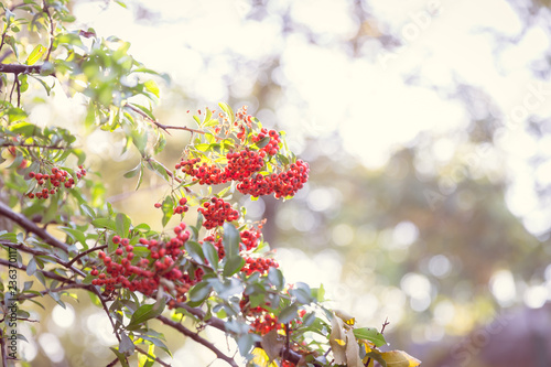 Fotografie Butcher's broom close up, branches lit by afternoon sunshine