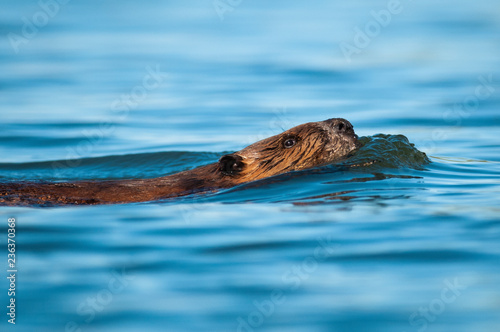 Beaver swimming at the surface of the water in a park along the St. Lawrence River