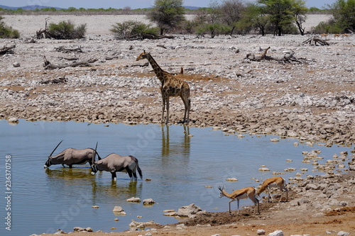 Oryx, giraffe and impala at a waterhole, Etosha National Park Namibia