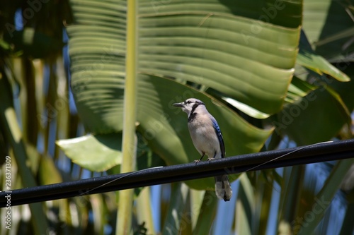 Male Bluejay perching on electrical cable with tropical foliage bavkground