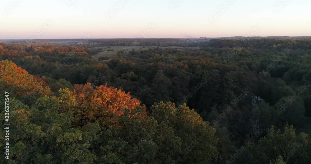 autumn forest, yellow trees autumn forest, yellow trees