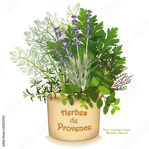 Herb de Provence clay garden planter, classic cooking herbs of southwestern France, Rosemary, Sweet Fennel, Italian Flat Leaf Parsley, Thyme, Oregano, Lavender, isolated on white background.  
