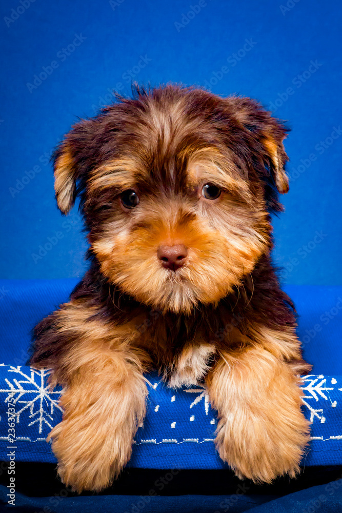Chocolate yorkie puppy hotsell