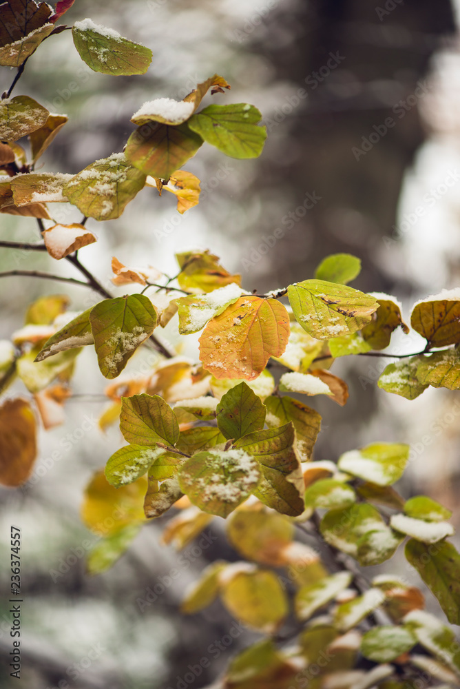 Snow covered vibrant colorful autumn leaves on a bush Snow covered vibrant colorful autumn leaves on a bush