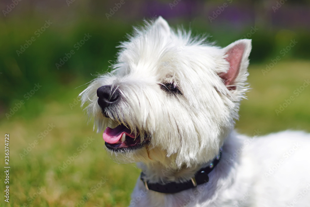 The portrait of a happy West Highland White Terrier dog with a collar posing outdoors in summer The portrait of a happy West Highland White Terrier dog with a collar posing outdoors in summer