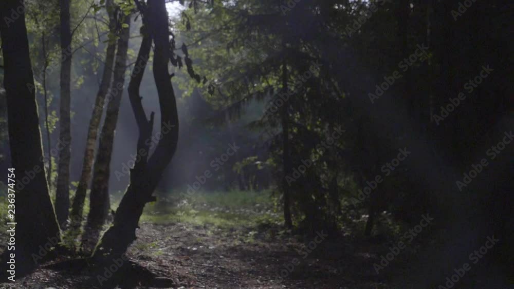 Beautiful morning scene in the forest with sun rays, fog and long shadows Beautiful morning scene in the forest with sun rays, fog and long shadows