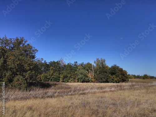 the trees and meadows on the mountain 