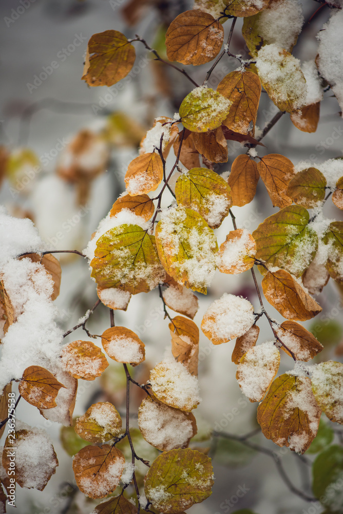 Snow covered vibrant colorful autumn leaves on a bush Snow covered vibrant colorful autumn leaves on a bush