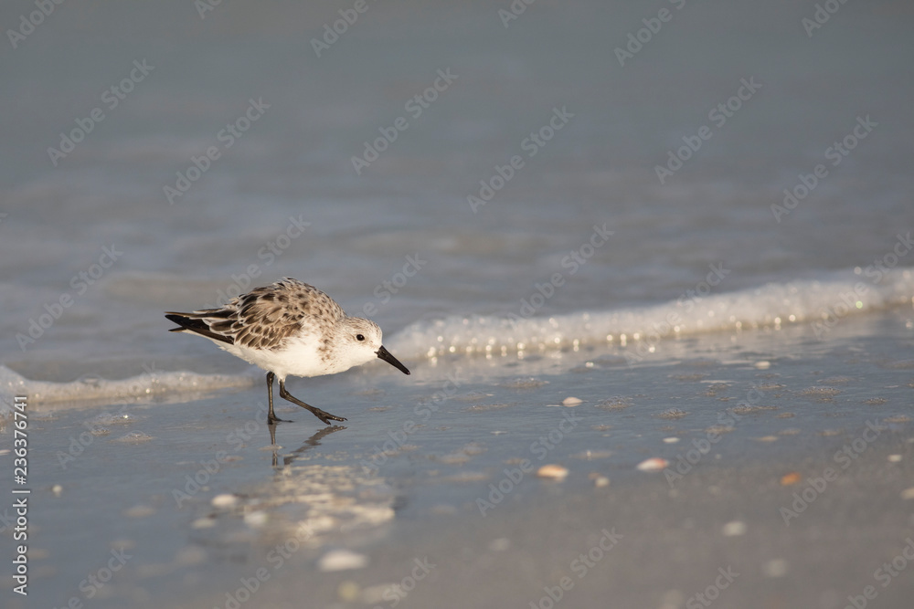 Obraz premium Sanderling