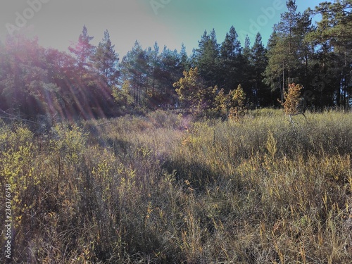 morning in forest