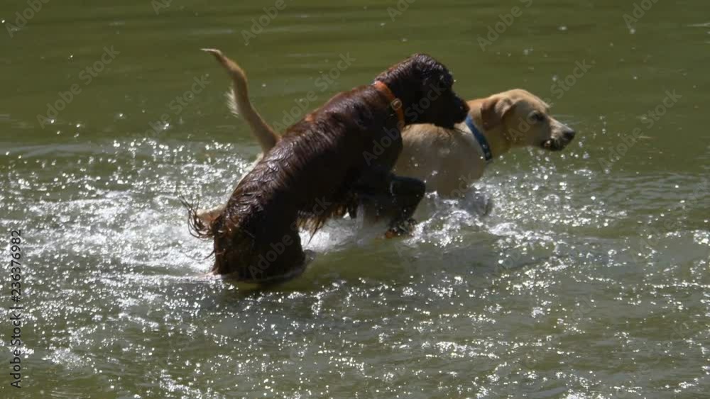 Dogs playing in the water in 4k slow motion 60fps Dogs playing in the water in 4k slow motion 60fps