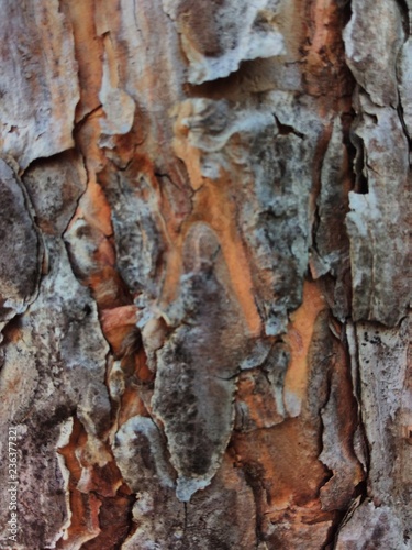 pine bark