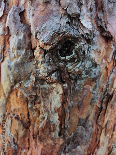 pine bark