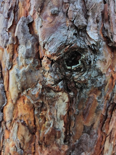pine bark