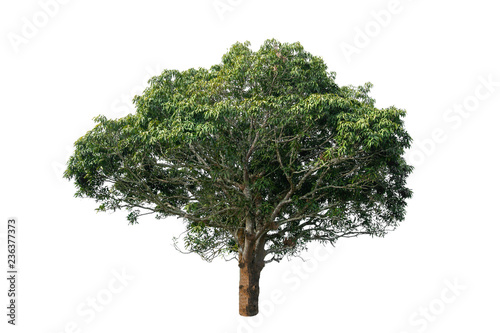 Beautiful tree with green leaves isolated on white background