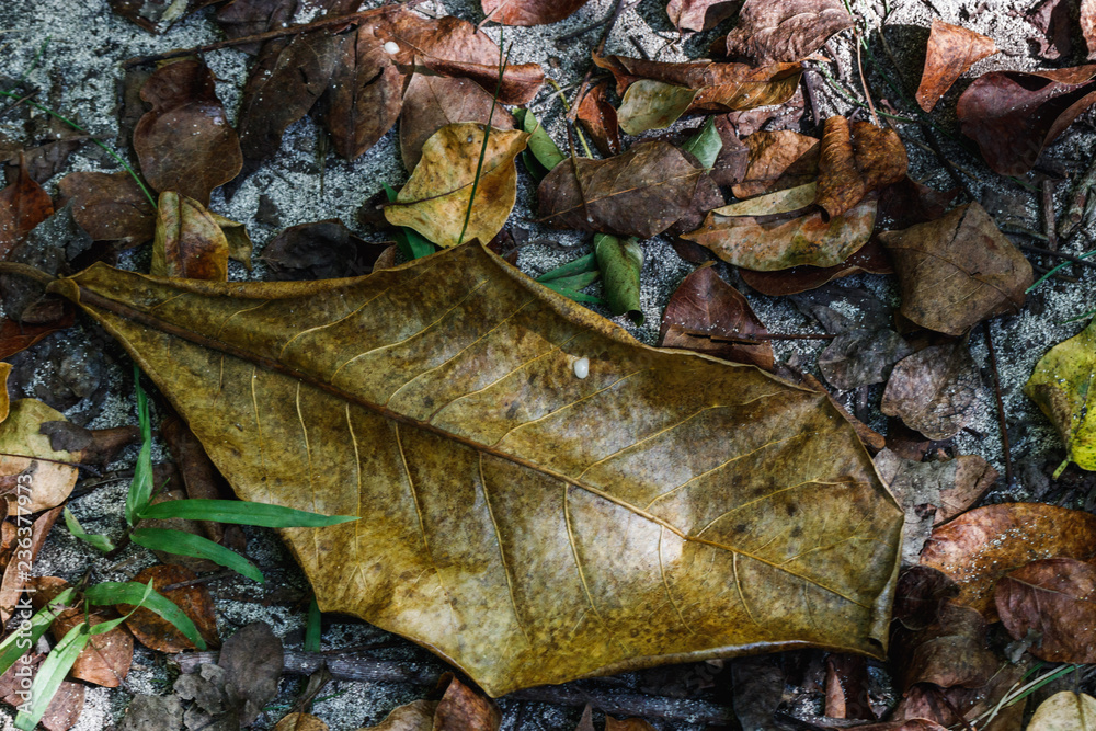 Naklejka premium Detalles de hojas