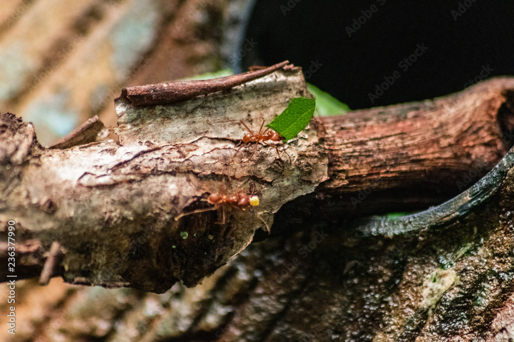 Fototapeta premium red ant carrying leaf