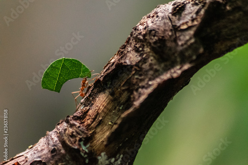 red ant carrying leaf