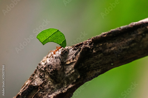 red ant carrying leaf