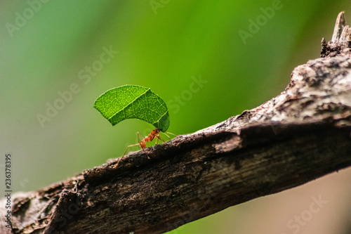 red ant carrying leaf
