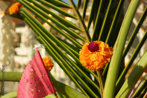 yellow flower in morning