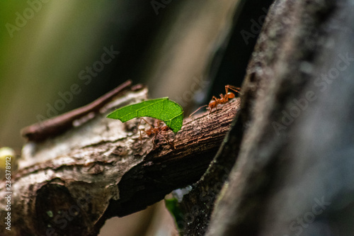 red ant carrying leaf