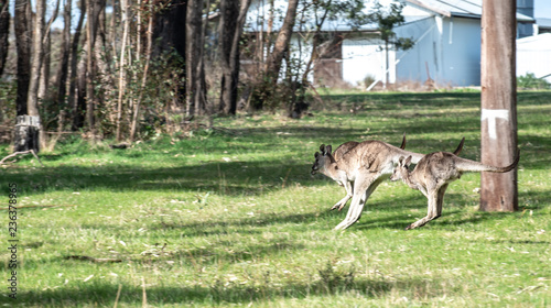 Fototapeta Naklejka Na Ścianę i Meble -  Kangaroo in wild