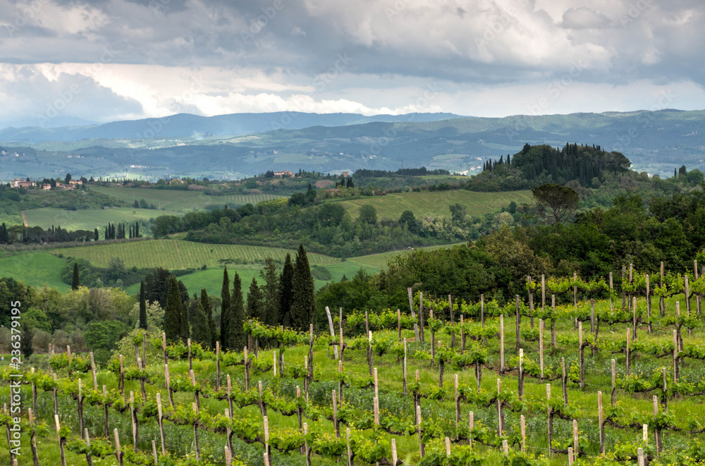 Fototapeta premium Landscape in Tuscany, Italy. Beautiful wineyard countryside