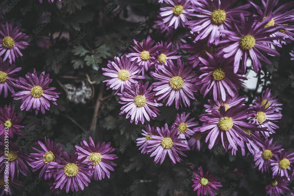 紫色の花 紫色の花