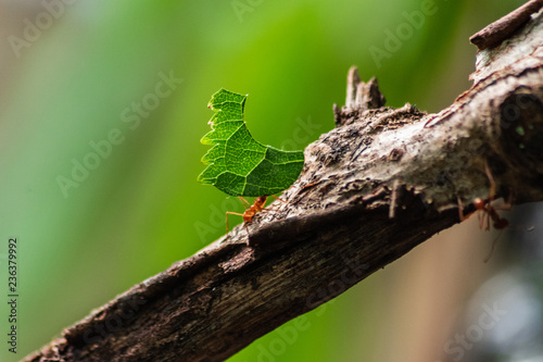 red ant carrying leaf