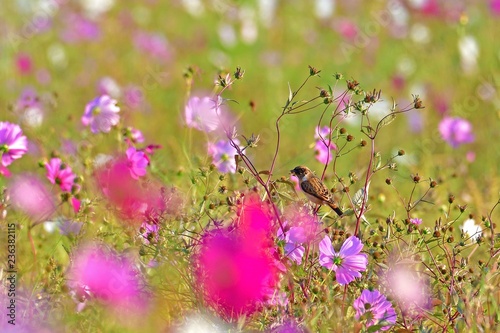 コスモス畑でくつろぐノビタキ♂ 