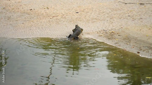 Old and clumsy monitor lizard landing to a sandy beach from the ocean. photo